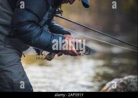 A man releases a trout during a cold morning on a Maine river Stock Photo