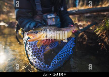A man catches a large brown trout on a river in Maine Stock Photo