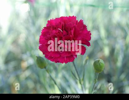 Close up of a dark red carnation flower Stock Photo