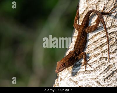 Brown colored anole lizard, Anolis species, on carved coral in Miami, Florida, USA Stock Photo