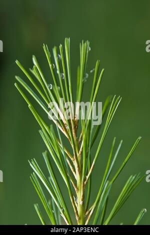 Close-up of tip of Pinus - Pine tree branch with water droplets in summer Stock Photo