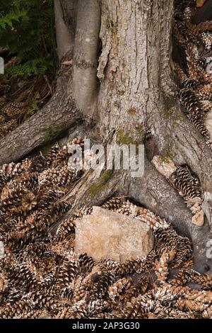 Close-up of Pinus - Pine cones at base of tree roots in backyard garden in summer Stock Photo