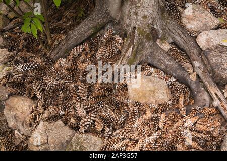 Close-up of Pinus - Pine cones at base of tree roots in backyard garden in summer Stock Photo