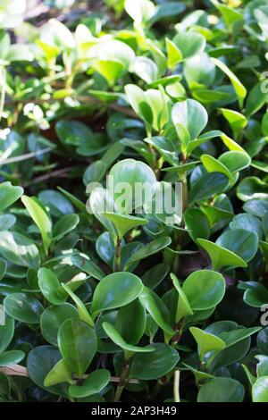 Peperomia obtusifolia plant. Stock Photo