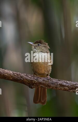 The grey-eyed bulbul (Iole propinqua) is a species of songbird in the bulbul family, Pycnonotidae. It is found in Southeast Asia in its natural habita Stock Photo