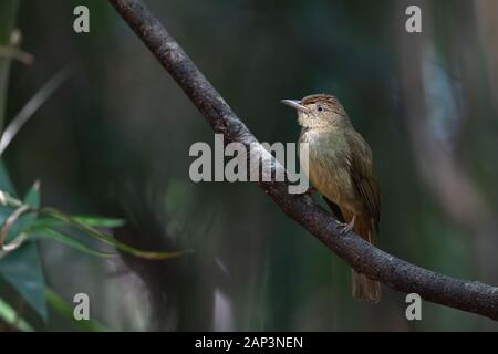 The grey-eyed bulbul (Iole propinqua) is a species of songbird in the bulbul family, Pycnonotidae. It is found in Southeast Asia in its natural habita Stock Photo