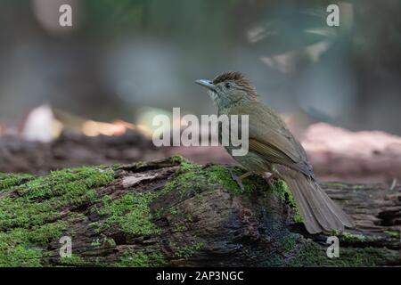 The grey-eyed bulbul (Iole propinqua) is a species of songbird in the bulbul family, Pycnonotidae. It is found in Southeast Asia in its natural habita Stock Photo