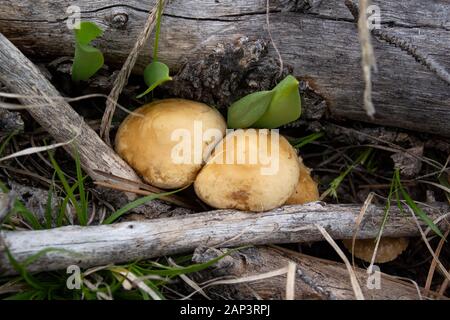 Agrocybe praecox cluster. Spring Fieldcap mushrooms found growing in a recovering burned over area along Upper Willow Creek, Granite County, Montana Stock Photo