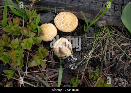 Agrocybe praecox cluster. Spring Fieldcap mushrooms found growing in a recovering burned over area along Upper Willow Creek, Granite County, Montana Stock Photo