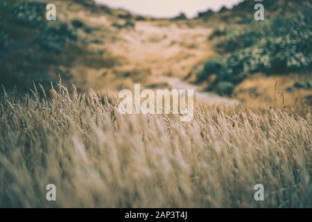 Pampas Grass Field in wellington, new zealand Stock Photo