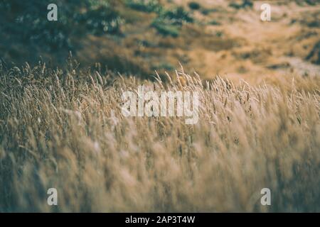 Pampas Grass Field in wellington, new zealand Stock Photo