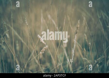 Pampas Grass Field in wellington, new zealand Stock Photo