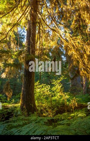 Early morning light sneaking through the trees to light up the mossy branches on a Douglas fir tree, Olympic National Park, Hoh river trail, Washingto Stock Photo