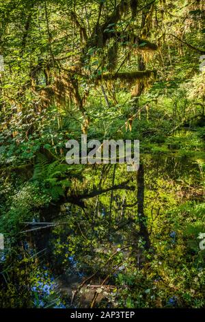 Along one of the nature trails near the Hoh river rangers station, Olympic National Park, Washington, USA. Stock Photo