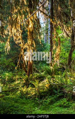 Early morning light sneaking through the trees to light up the mossy branches, Olympic National Park, Hoh river trail, Washington, USA. Stock Photo