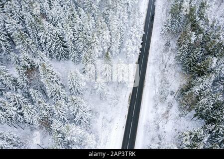 aerial top down view of pine forest and suburban asphalt road in winter. trees covered with white snow