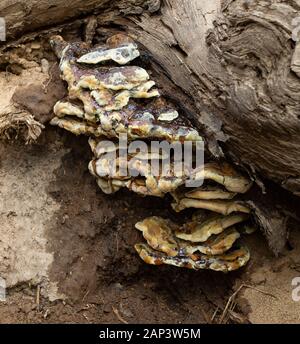 Red Belt Conk (Fomitopsis pinicola) fungus growing on the exposed roots of large conifer of a cut bank of Dam Creek Lake, in Ravalli County, Montana. Stock Photo