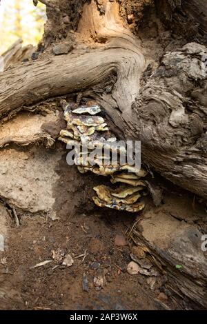 Red Belt Conk (Fomitopsis pinicola) fungus growing on the exposed roots of large conifer of a cut bank of Dam Creek Lake, in Ravalli County, Montana. Stock Photo