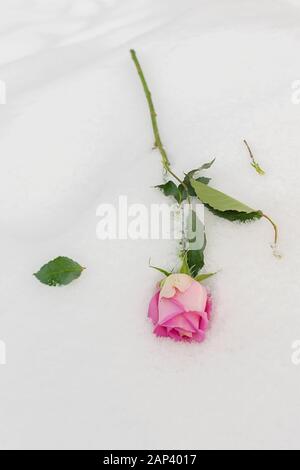 a discarded scarlet rose with torn leaves lies on the white snow Stock Photo