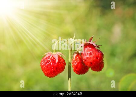 Sprig with ripe red berries of garden strawberries in the sunshine. Stock Photo