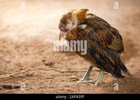 Sick chicken on the ground in farm. Copy space for text. The concept of Infectious diseases of chickens. Stock Photo