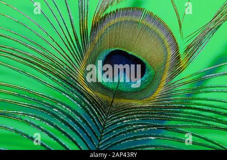 Colorful peacock feather against orange background Stock Photo