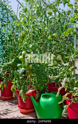 Green Striped Stuffer tomatoes ripening on vine in pots in domestic greenhouse in summer sunshine England UK Stock Photo