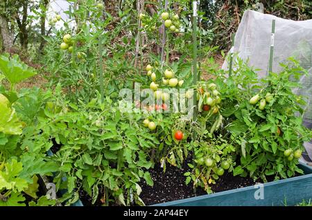 Staked tomato plants growing and ripening on the vine outside in summer in raised bed in English domestic garden UK Stock Photo