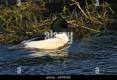 A magnificent male Goosander, Mergus merganser, swimming on a fast flowing river in the UK. It is diving under the water catching fish to eat. Stock Photo
