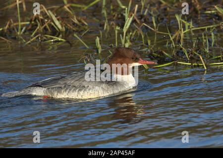 A magnificent female Goosander, Mergus merganser, swimming on a fast flowing river in the UK. It is diving under the water catching fish to eat. Stock Photo
