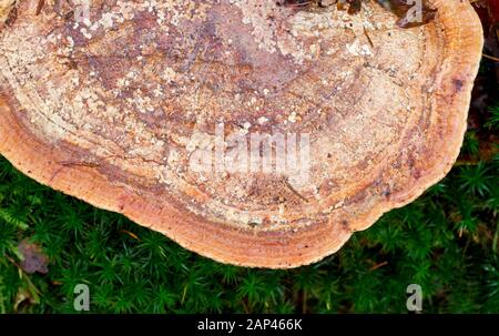 Conk of a bracket fungus growing on a rotting tree trunk, between moss and dead leaves Stock Photo