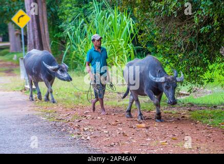 Cambodian farmer walk with Buffalos in a village near Siem Reap Cambodia Stock Photo