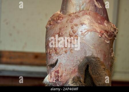 https://l450v.alamy.com/450v/2ap46mf/botfly-infestation-in-roe-deer-many-cocoons-under-hosts-skin-2ap46mf.jpg