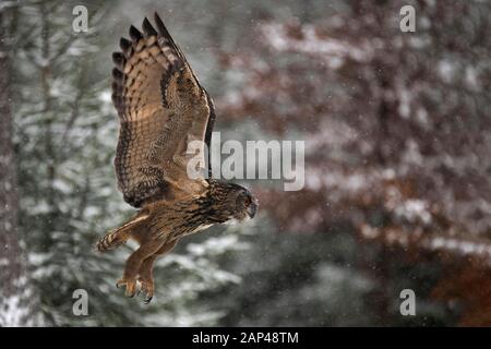 Eurasian eagle-owl (Bubo bubo) in flight in snowfall, Eifel, Germany Stock Photo