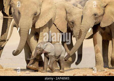 African Elephant (Loxodonta africana), desert-adapted elephant calf drinking at waterhole in desert, protected by the herd, Hoanib desert, Kaokoland, Stock Photo
