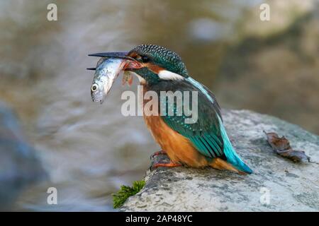 Common kingfisher (Alcedo atthis) with captured fish in its beak on a stone, Germany Stock Photo