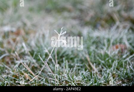 Poole, Dorset, UK. 21st January, 2020. Frost and ice in Dorset on a freezing morning in UK weather.  Credit: Thomas Faull/Alamy Live News Stock Photo