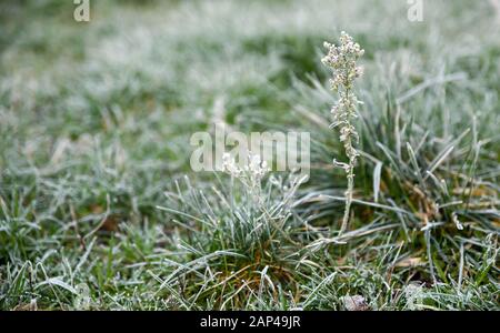 Poole, Dorset, UK. 21st January, 2020. Frost and ice in Dorset on a freezing morning in UK weather.  Credit: Thomas Faull/Alamy Live News Stock Photo
