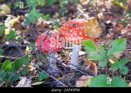Amanita Muscaria. Red poisonous Fly Agaric mushrooms in forest among dry leaves. Psychoactive and medicinal two wild mushrooms. Stock Photo