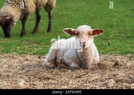 Close-up portrait of one little white and brown lamb sitting on straw on a green meadow and curiously looking at the camera. Free-range husbandry Stock Photo