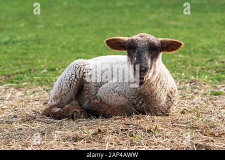 Close-up of one cute little lamb sitting on a meadow, looking at the camera and bleating while eating some straw. Happy organic free-range farming Stock Photo