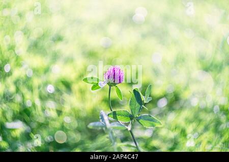 Wild clover flower in the meadow in the rays of sunlight on a summer day macro. St.Patrick 's Day. Floral background with soft focus. Close up. Stock Photo