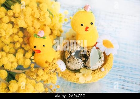 A composition for the celebration of Easter. Small decorative Chicks hatched from eggs in Mimosa flowers. Symbol of renewal of life. Holiday card. Stock Photo