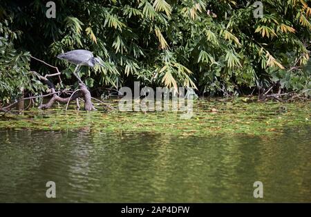 A young grey heron (Ardea cinerea) sitting on a tree trunk and looking for prey in the water of a city pond. Osaka. Japan Stock Photo