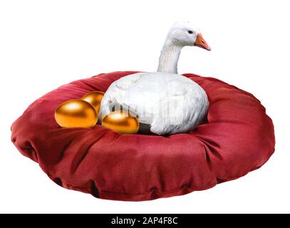 White goose laying golden eggs isolated on white background. Stock Photo