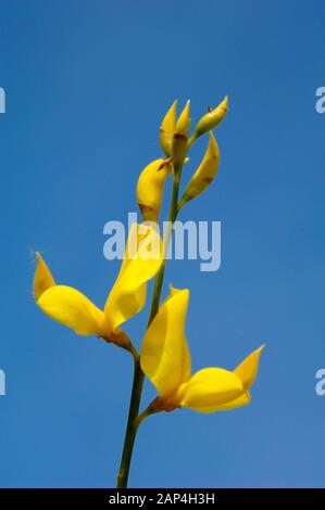 Yellow Flowers of Spanish Broom or Weaver's Broom, Spartium junceum Stock Photo