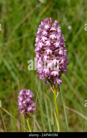 Pyramidal Orchids, Anacamptis pyramidalis Stock Photo
