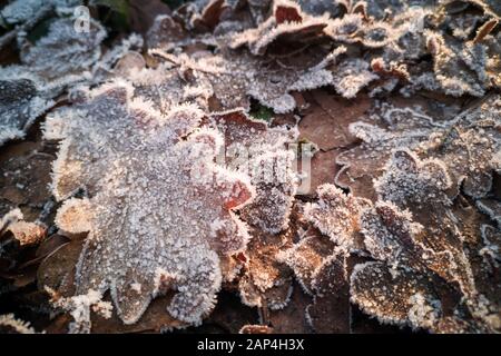 Close up of frost on oak leaves on the ground in winterin a forest Stock Photo