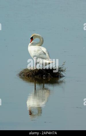 Mute Swan, Cygnus olor, on Nest in Etang de Vaccarès Lake Camargue Wetlands & Nature Reserve Provence France Stock Photo