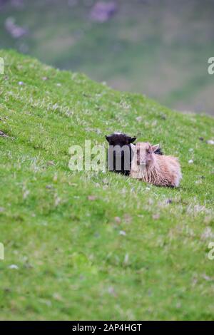 Wildlife in the Faroe Islands. Sheep on Vagar island. pretty little sheep/ Stock Photo